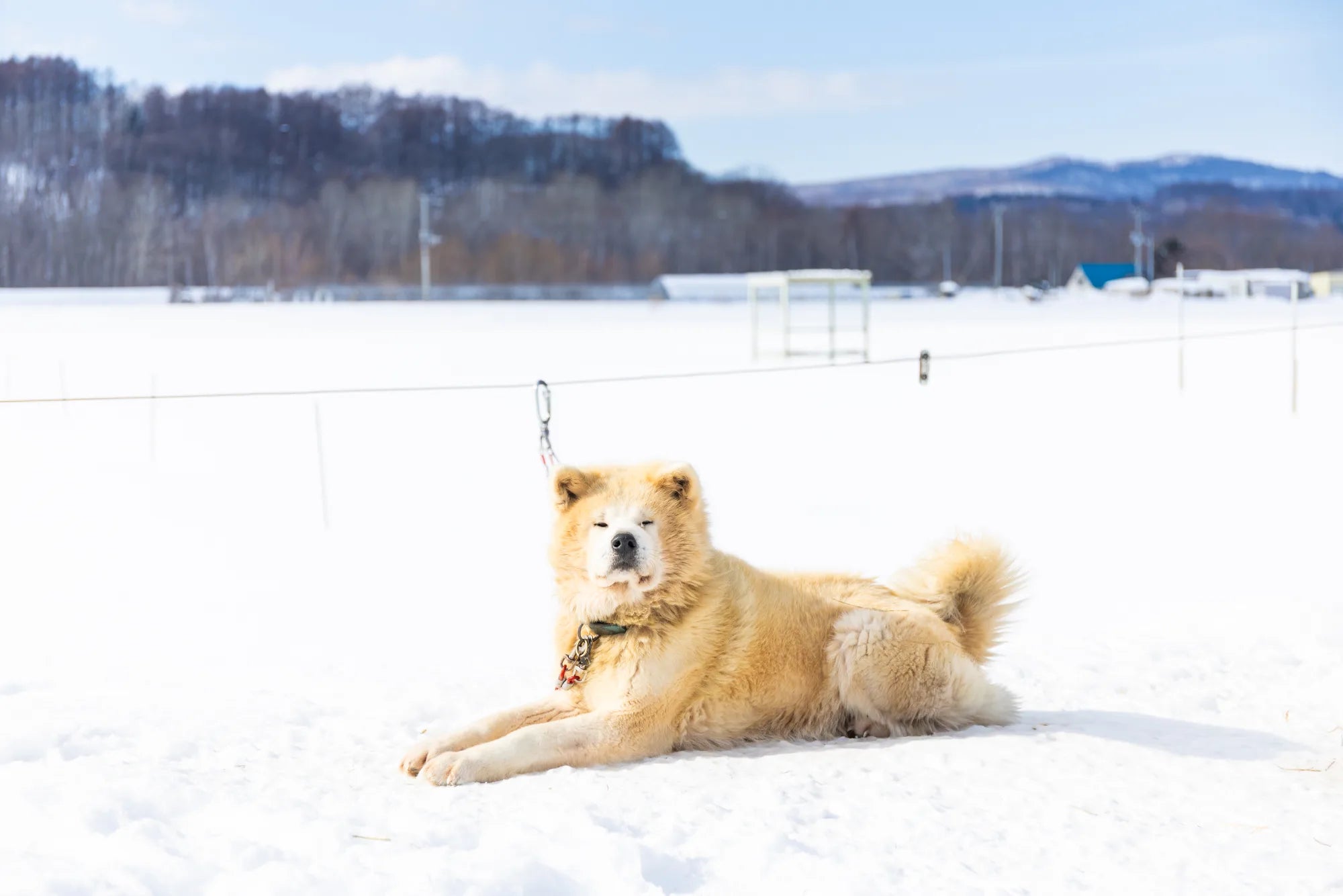 A photo of a guard dog whose job entails chasing away local foxes