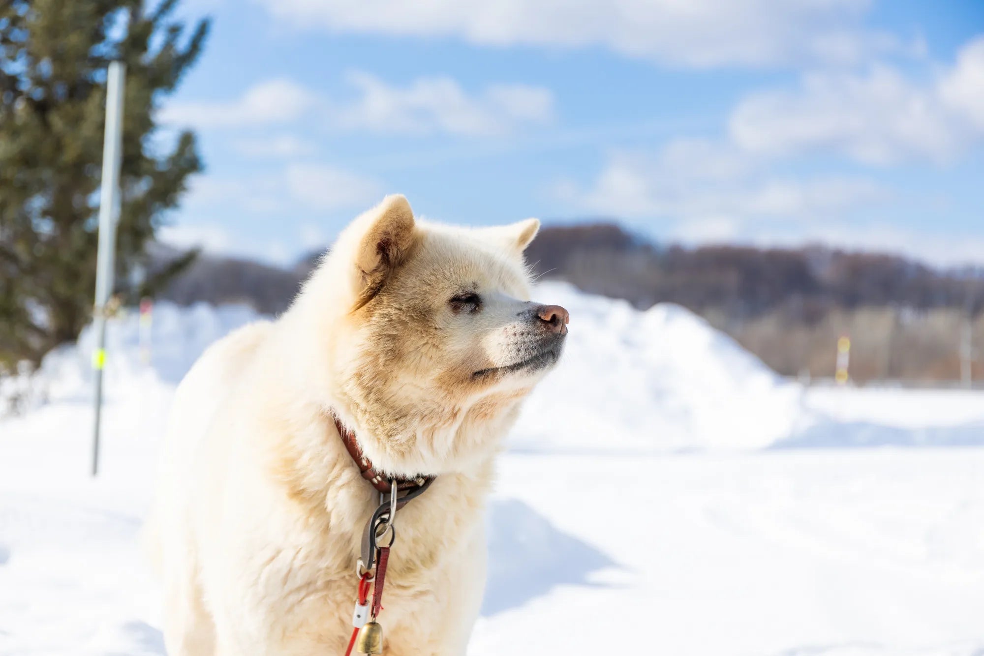 A photo of a guard dog whose job entails chasing away local foxes